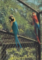 WROCŁAW - ZOO - ARA ŻÓŁTOSKRZYDŁA - ARARAUNA