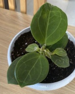 Hoya 'Christine' roślina ze zdjęcia