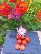 Pomidor Kremishe Perle koktajlówka nizutka do donic nasiona kolekcjonerskie