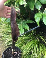 Pałczycha Kroplista (Sauromatum venosum)+GRATISY