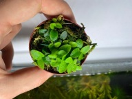 Marcgravia sp. Mini pnącze do paludarium