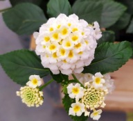 Lantana Camara Evita White PACHNĄCA CYTRYNKĄ