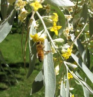 Oliwnik wąskolistny wielkie sadzonki miododajny 5 sztuk