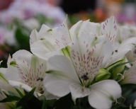 Alstromeria BIAŁA Alstroemeria Inticancha Magic White