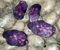 ZDROWE ZIEMNIAKI FIOLETOWE NIEBIESKIE, ZIEMNIAK PURPLE RAIN 2 KG