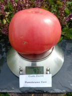 Pomidor Cudo Ziemli stara odmiana malinowa heirloom nasiona kolekcjonerskie