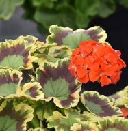 Pelargonia Grandeur Deco Mr Pollock Ozdobne liście