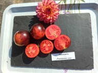 Pomidor Persuasion nowa odmiana od Brada Gatesa nasiona kolekcjonerskie