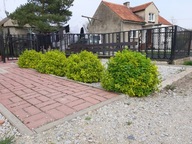 TRZMIELINA canadale gold na żywopłot kule na płot ogrodzenie