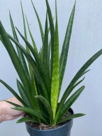 Sansevieria sansewieria kirkii friends wężownica SADZONKA 40 cm