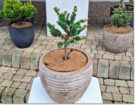 Larix decidua 'Krejci Liliput' - Super RARYTAS !!!!