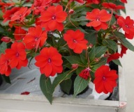 Niecierpek SŁONECZNY Sunpatiens Vigorous Red