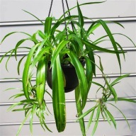 Chlorophytum Lemon Zielistka SADZONKA 20 cm