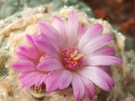 Kaktus Lophophora jordaniana mała z ziemią i donicą + gratisy +ogrzewacz