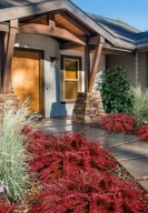 berberys ''RED CARPET'' czerwony dywan