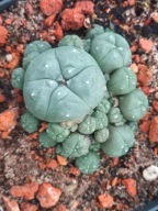 Kaktus Lophophora williamsii duża z ziemią i donicą L14+ gratisy +ogrzewacz