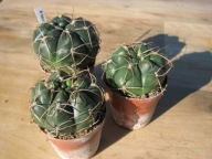 Kaktus , Gymnocalycium sp.