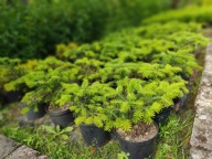 Jodła Kaukaska 30-40 cm - pod Limanowa