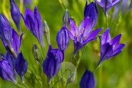 Hiacynt Kalifornijski (Triteleia) Queen Fabiola sadzonka w doniczce p8