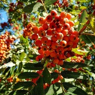 Jarząb pospolity, jarzębina, XXL