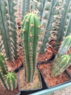 Kaktus Trichocereus cuscoensis 1 kuzyn San Pedro + ogrzewacz + gratisy