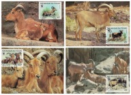 7-MC-GK05- Rep.Czad WWF, Kozica afryk.,1988r