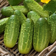 Ogórek Polan F1 gruntowy średnio wczesny nasiona warzyw ogórków plenny