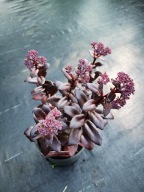 ROZCHODNIK OKAZAŁY "DARK MAGIC" Sadzonka