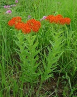 Trojeść bulwiasta - bylina MIODODAJNA (2szt)