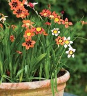 Sparaxis CYGANSKI KWIATEK sadzonka w pojemniku P7 wieloletnia na rabaty