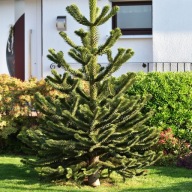 Araucaria Araucana Araukaria Chilijska - Pewna paczka bez rozsypanej ziemi!