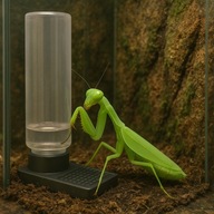 Poidełko do terrarium 100 ml dla owadów pająków skorpionów gadów i płazów