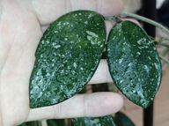 Hoya Hoja CARNOSA WILBUR GRAVES cięta