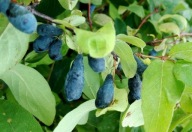 JAGODA KAMCZACKA "JUGANA" Sadzonka