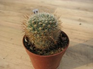 Kaktus ,Rebutia kieslingii WR694