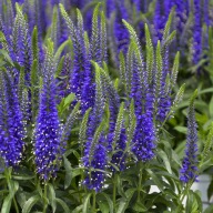 veronica przetacznik Magic Wizard of Ahhs niebieski pojemnik 2 l dwuletni