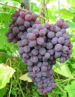 WINOROŚL Sadzonki winogron-Kiszmisz Zaporowski