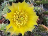 Mrozoodporna opuncja PHAEACANTHA v. COMANCHICA żółty kwiat