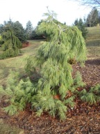 SILNIE PŁACZĄCA Sosna wejmutka 'Niagara Falls' Pinus strobus