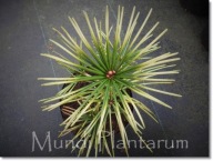Sciadopitys verticillata 'Shine a light' - !!!!