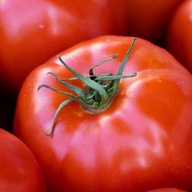 Pomidor gruntowy Beta - nasiona ***