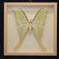 Motyl w gablotce Actias Selene 3
