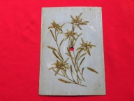 FILIPINKI wala twist POCZTÓWKA DŹWIĘKOWA