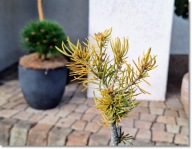 Abies concolor 'Redyk' - !!! !!! !!!