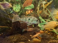 Ziemojad Sveni 8- 10 cm