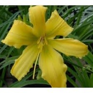 Liliowiec Ben Bechman