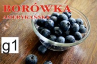 BANER SPRZEDAŻ BORÓWKI BORÓWKA 120X80 g1
