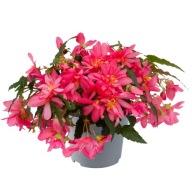 Begonia ZWISAJĄCA hybrida FUNKY PINK