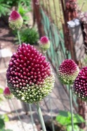 Czosnek główkowaty w doniczce sadzonka p9 mrozoodporny 10 cm miododajny