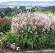 Miskant Snow Queen P9